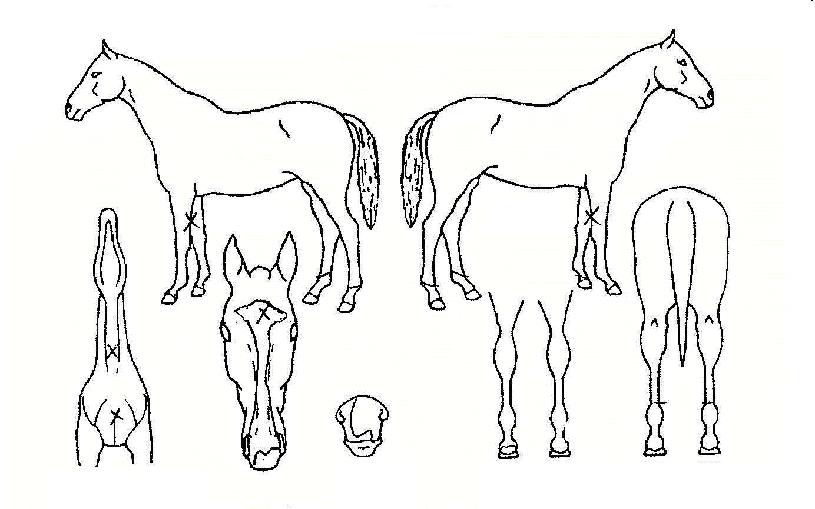 ���巯���� ����,���,�޸�,�λ�,�ٸ��� Ư¡����