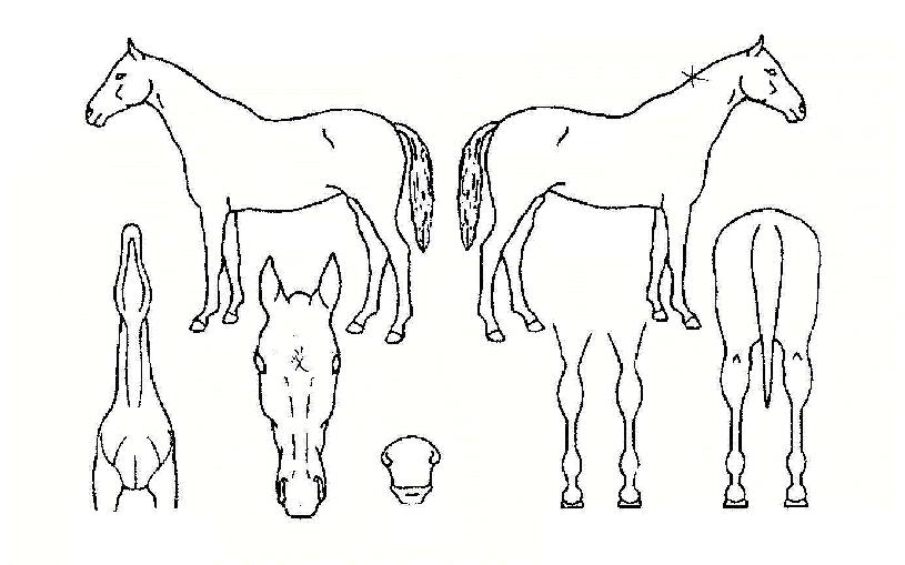 ¾î¸ÞÀÌ¡·±ÀÇ Ãø¸é,¿ì¸é,µÞ¸é,µÎ»ó,´Ù¸®ÀÇ Æ¯Â¡µµÇØ