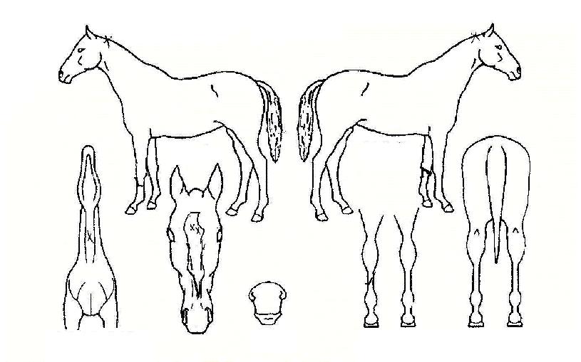 °æµµÀÇ Ãø¸é,¿ì¸é,µÞ¸é,µÎ»ó,´Ù¸®ÀÇ Æ¯Â¡µµÇØ