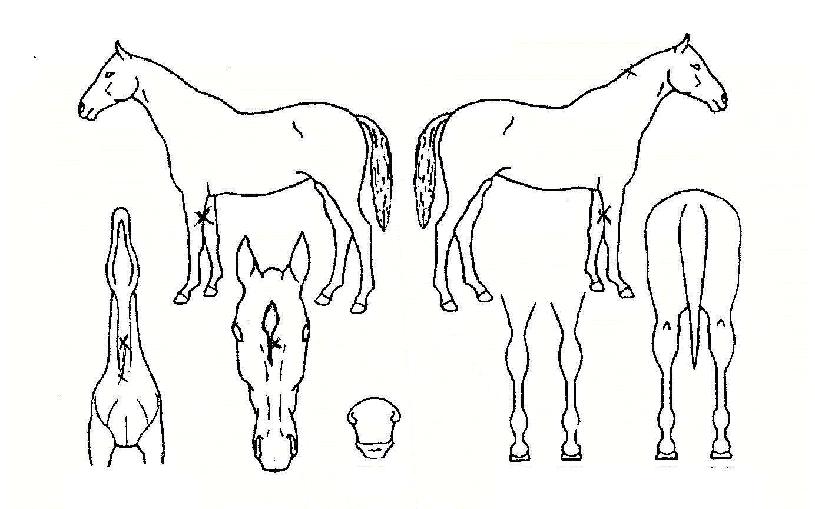 ¹«ºñÀü¼³ÀÇ Ãø¸é,¿ì¸é,µÞ¸é,µÎ»ó,´Ù¸®ÀÇ Æ¯Â¡µµÇØ