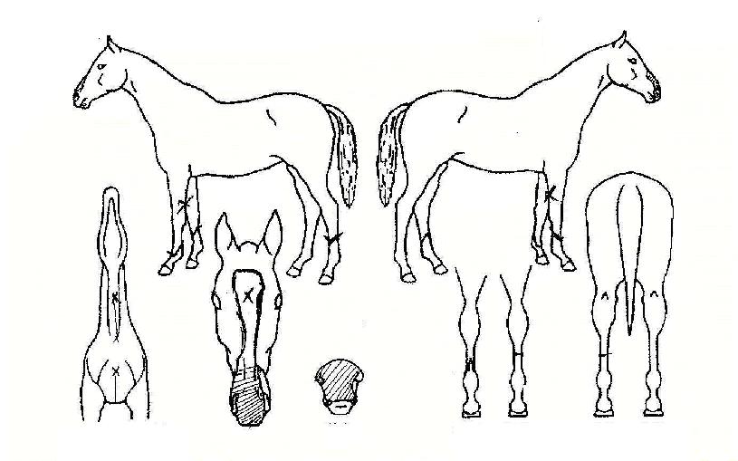 �������ڸ��� ����,���,�޸�,�λ�,�ٸ��� Ư¡����