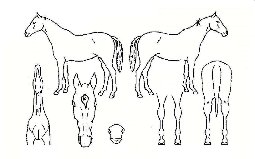 �ʴ����ڸ��� ����,���,�޸�,�λ�,�ٸ��� Ư¡����