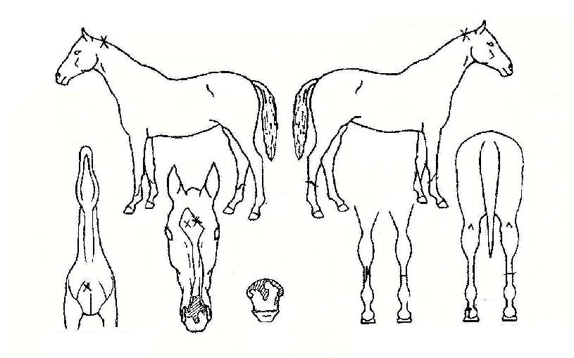 ÇØÆ÷µµÀÇ Ãø¸é,¿ì¸é,µÞ¸é,µÎ»ó,´Ù¸®ÀÇ Æ¯Â¡µµÇØ