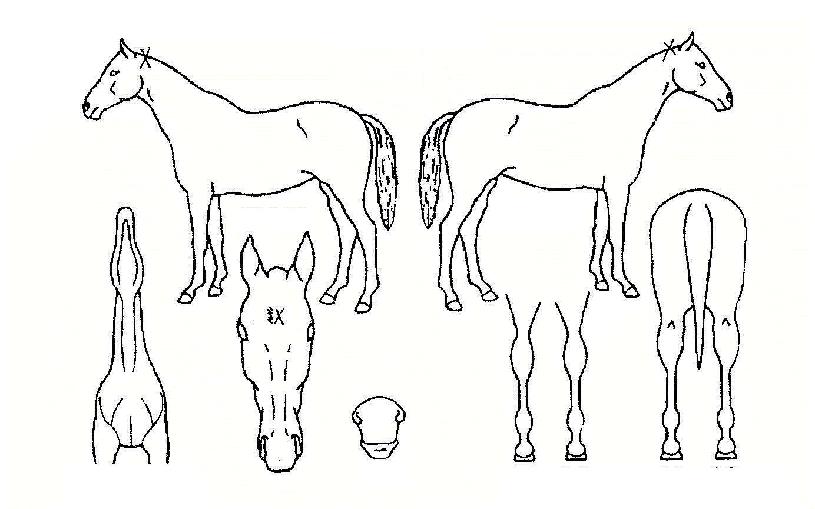 ÁÖ¸»°ÀÚÀÇ Ãø¸é,¿ì¸é,µÞ¸é,µÎ»ó,´Ù¸®ÀÇ Æ¯Â¡µµÇØ