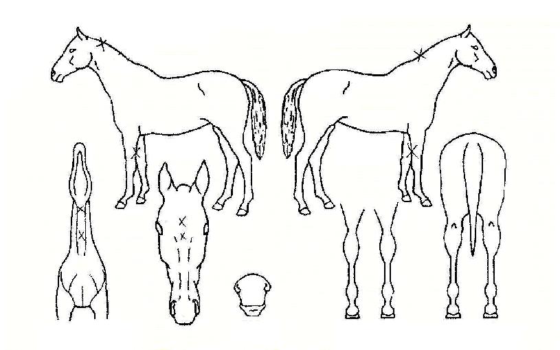 ÀÚÀ¯»çÀÚÀÇ Ãø¸é,¿ì¸é,µÞ¸é,µÎ»ó,´Ù¸®ÀÇ Æ¯Â¡µµÇØ