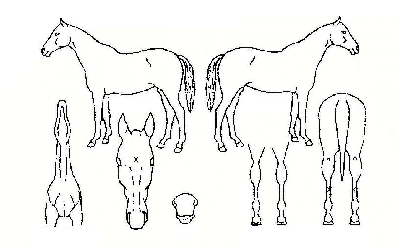 ÃÖ°íÀÇÀü¸ÁÀÇ Ãø¸é,¿ì¸é,µÞ¸é,µÎ»ó,´Ù¸®ÀÇ Æ¯Â¡µµÇØ