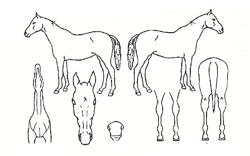 ����� ����,���,�޸�,�λ�,�ٸ��� Ư¡����