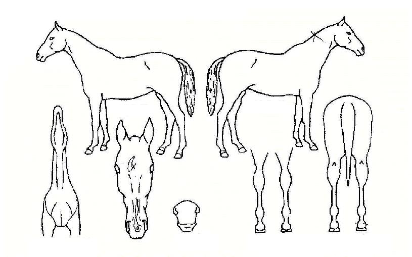 �׷�����ġ�� ����,���,�޸�,�λ�,�ٸ��� Ư¡����