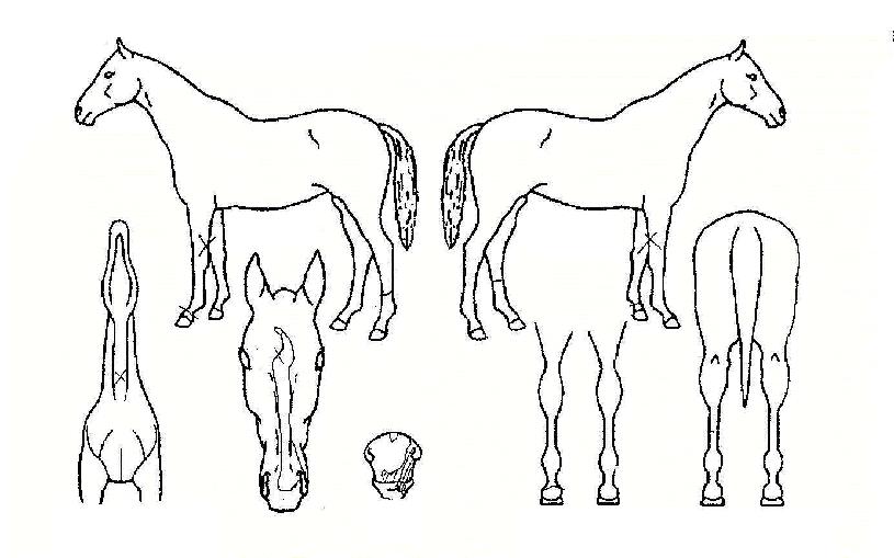 ¸ô·¯µðÀÚ¸¶ÀÇ Ãø¸é,¿ì¸é,µÞ¸é,µÎ»ó,´Ù¸®ÀÇ Æ¯Â¡µµÇØ