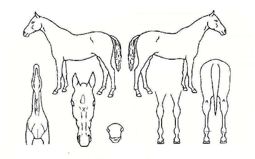 �������̵��ڸ��� ����,���,�޸�,�λ�,�ٸ��� Ư¡����