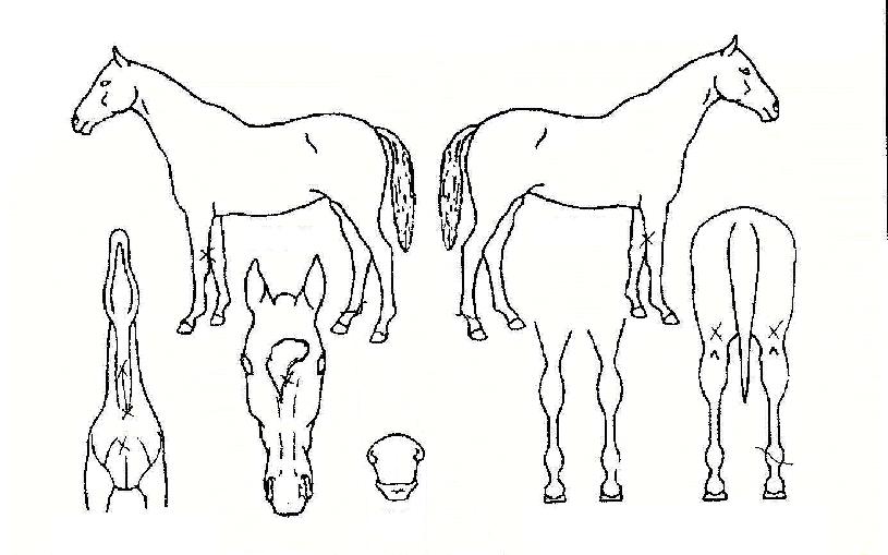 �������������� ����,���,�޸�,�λ�,�ٸ��� Ư¡����