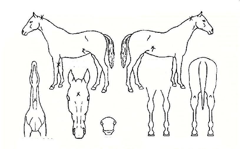 ūžçÀÇ Ãø¸é,¿ì¸é,µÞ¸é,µÎ»ó,´Ù¸®ÀÇ Æ¯Â¡µµÇØ