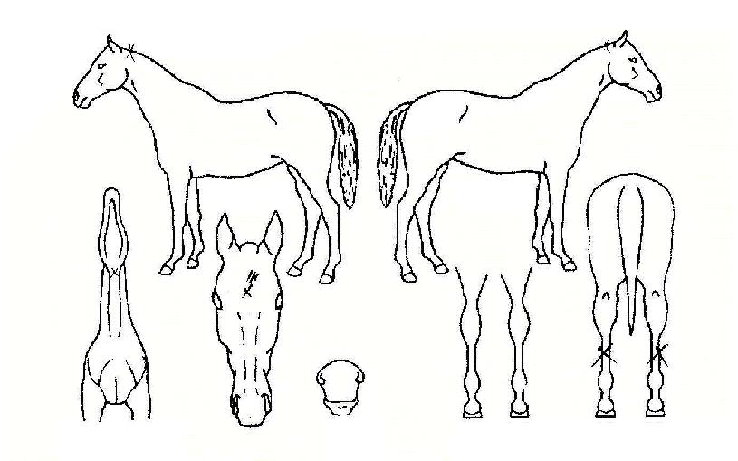 ´õ±×·ëŸ¶ÁñÀÇ Ãø¸é,¿ì¸é,µÞ¸é,µÎ»ó,´Ù¸®ÀÇ Æ¯Â¡µµÇØ