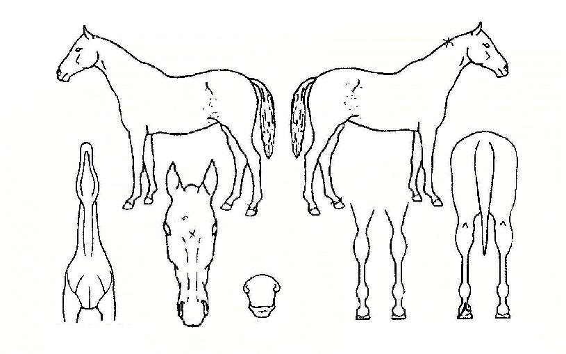 °Ã¶ºÀÀÇ Ãø¸é,¿ì¸é,µÞ¸é,µÎ»ó,´Ù¸®ÀÇ Æ¯Â¡µµÇØ