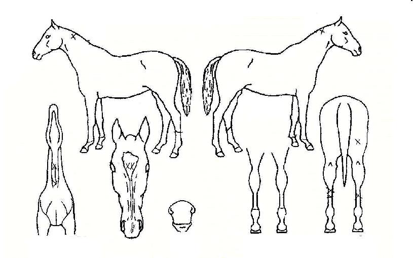 ÇÑÇ÷ȲºÀÀÇ Ãø¸é,¿ì¸é,µÞ¸é,µÎ»ó,´Ù¸®ÀÇ Æ¯Â¡µµÇØ