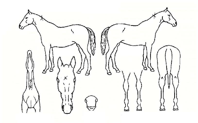 ´ë½Â±â»ÝÀÇ Ãø¸é,¿ì¸é,µÞ¸é,µÎ»ó,´Ù¸®ÀÇ Æ¯Â¡µµÇØ