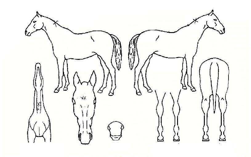 �������ູ�� ����,���,�޸�,�λ�,�ٸ��� Ư¡����