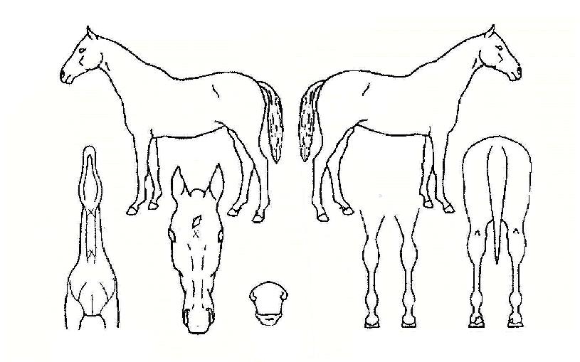 ������������ ����,���,�޸�,�λ�,�ٸ��� Ư¡����