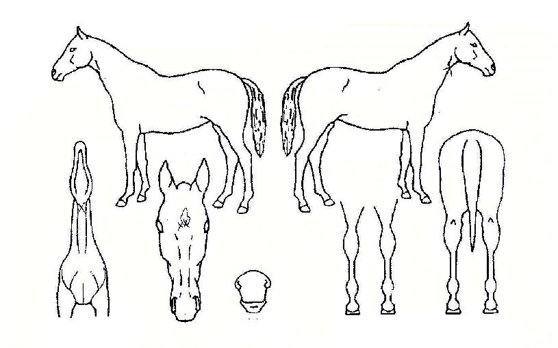 ��������� ����,���,�޸�,�λ�,�ٸ��� Ư¡����