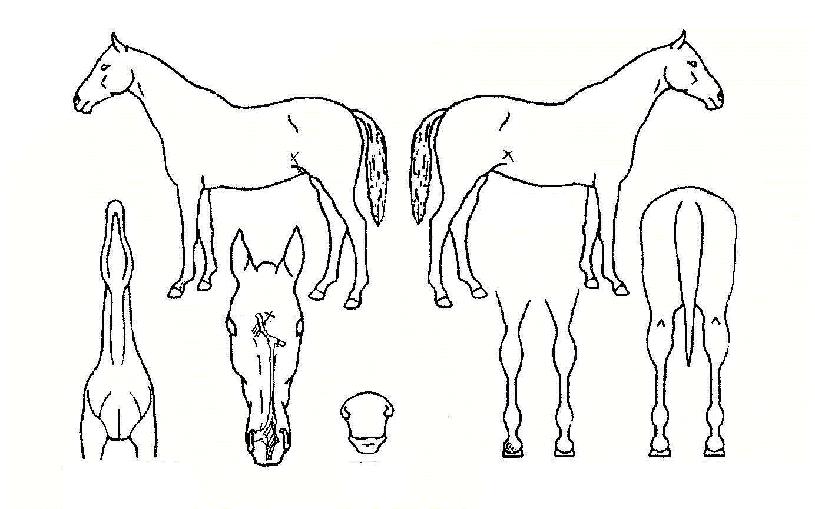 ÈÀÌÆ®µå¸®¸ÓÀÇ Ãø¸é,¿ì¸é,µÞ¸é,µÎ»ó,´Ù¸®ÀÇ Æ¯Â¡µµÇØ