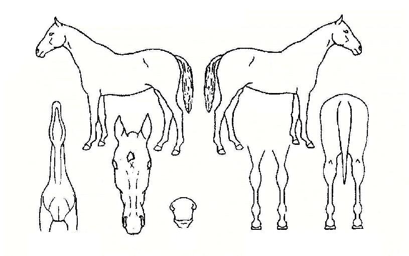 ������Ƽ�� ����,���,�޸�,�λ�,�ٸ��� Ư¡����