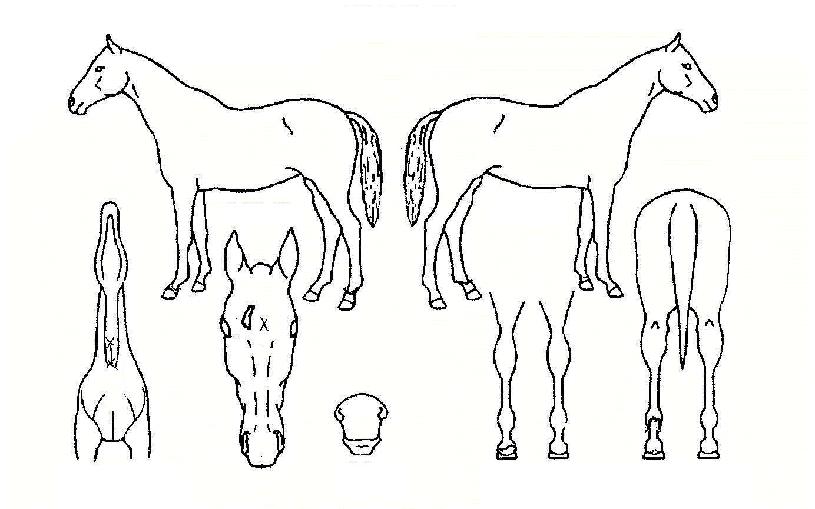 �ѹ��������� ����,���,�޸�,�λ�,�ٸ��� Ư¡����