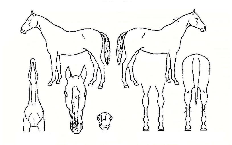 º£À̶óÀÌÆ®ÀÇ Ãø¸é,¿ì¸é,µÞ¸é,µÎ»ó,´Ù¸®ÀÇ Æ¯Â¡µµÇØ