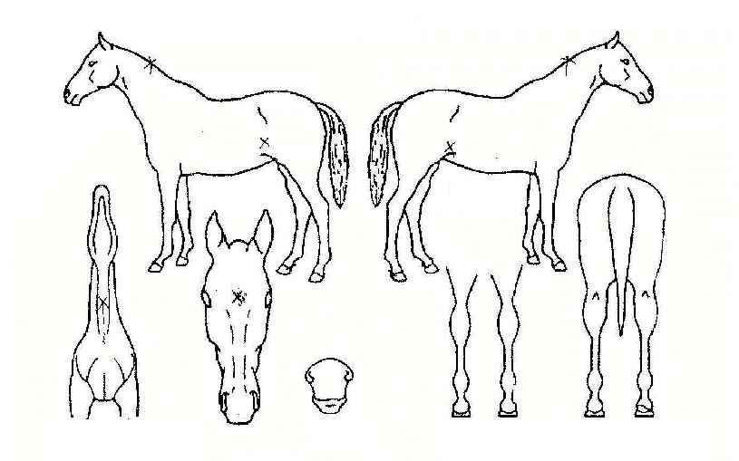 ¼¼°èȽôëÀÇ Ãø¸é,¿ì¸é,µÞ¸é,µÎ»ó,´Ù¸®ÀÇ Æ¯Â¡µµÇØ