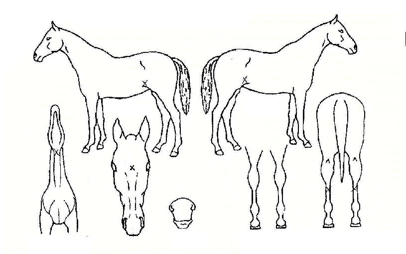 Å·ÀÌÁöÀÇ Ãø¸é,¿ì¸é,µÞ¸é,µÎ»ó,´Ù¸®ÀÇ Æ¯Â¡µµÇØ