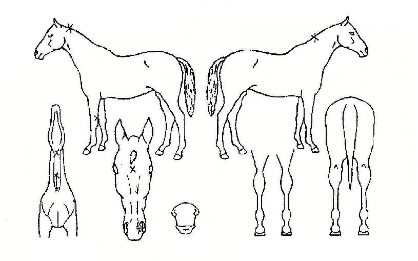 ��׳����̵��̷��ڸ��� ����,���,�޸�,�λ�,�ٸ��� Ư¡����