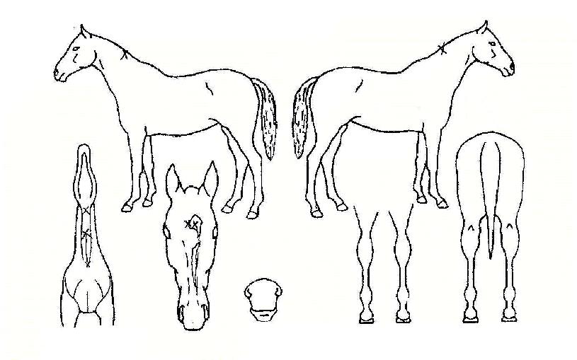 �������� ����,���,�޸�,�λ�,�ٸ��� Ư¡����