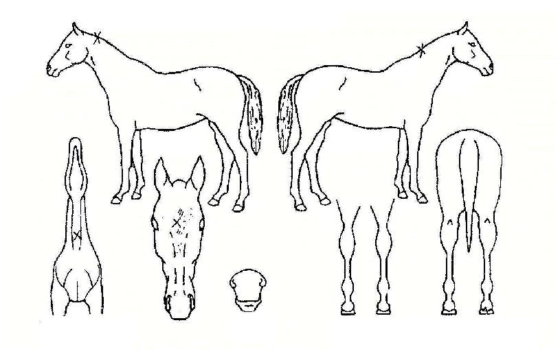 ��Ʈ�������� ����,���,�޸�,�λ�,�ٸ��� Ư¡����