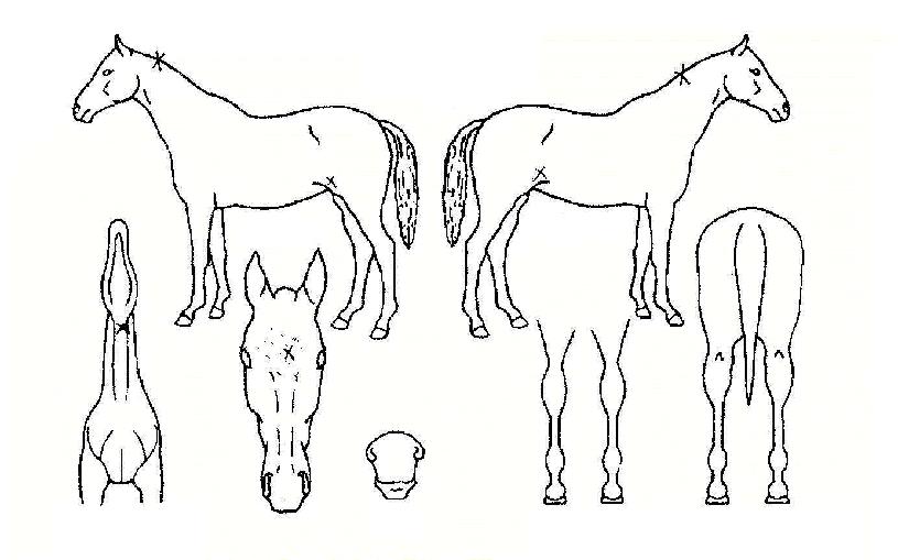 �����鸮�帲���ڸ��� ����,���,�޸�,�λ�,�ٸ��� Ư¡����