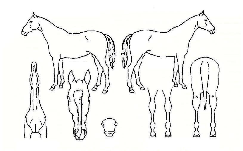 ����Ƽ���Ƽ�ڸ��� ����,���,�޸�,�λ�,�ٸ��� Ư¡����