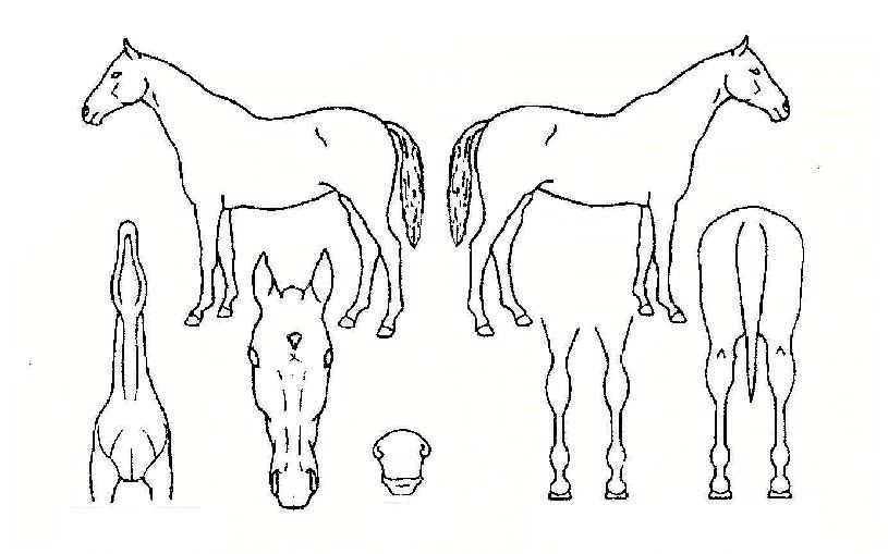 ũ����Ƽ���ڸ��� ����,���,�޸�,�λ�,�ٸ��� Ư¡����