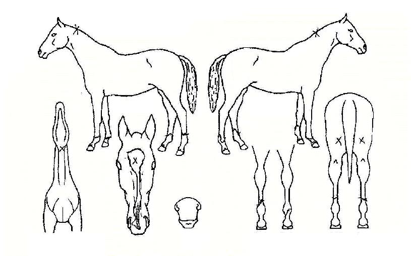 ´Ïµå³ëÀÎÆ®·¯´ö¼ÇÀÚ¸¶ÀÇ Ãø¸é,¿ì¸é,µÞ¸é,µÎ»ó,´Ù¸®ÀÇ Æ¯Â¡µµÇØ