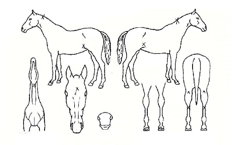 ���ȣ�� ����,���,�޸�,�λ�,�ٸ��� Ư¡����