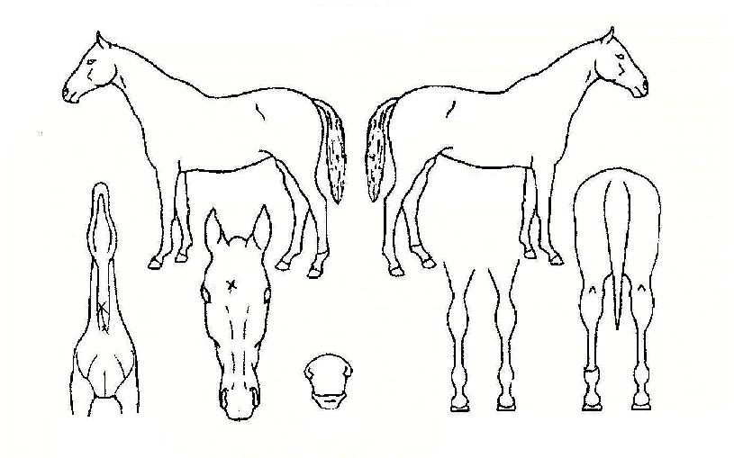 ¼¸Ó¼ÛÀÚ¸¶ÀÇ Ãø¸é,¿ì¸é,µÞ¸é,µÎ»ó,´Ù¸®ÀÇ Æ¯Â¡µµÇØ