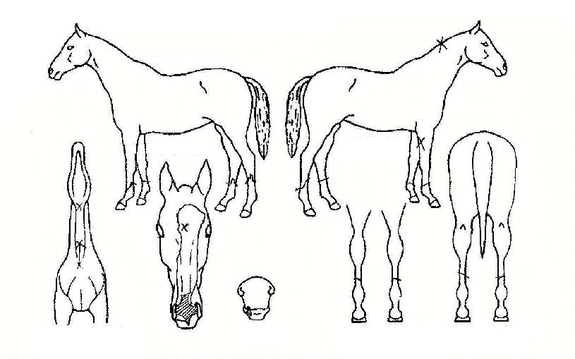 �ȷο���� ����,���,�޸�,�λ�,�ٸ��� Ư¡����