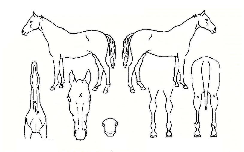 ���̵�Ʈ�ڸ��� ����,���,�޸�,�λ�,�ٸ��� Ư¡����