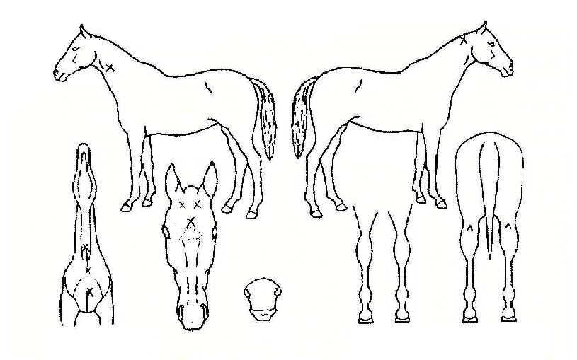 ���ش뱳�� ����,���,�޸�,�λ�,�ٸ��� Ư¡����