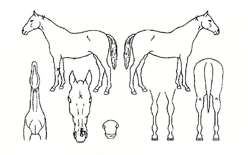 ���������� ����,���,�޸�,�λ�,�ٸ��� Ư¡����