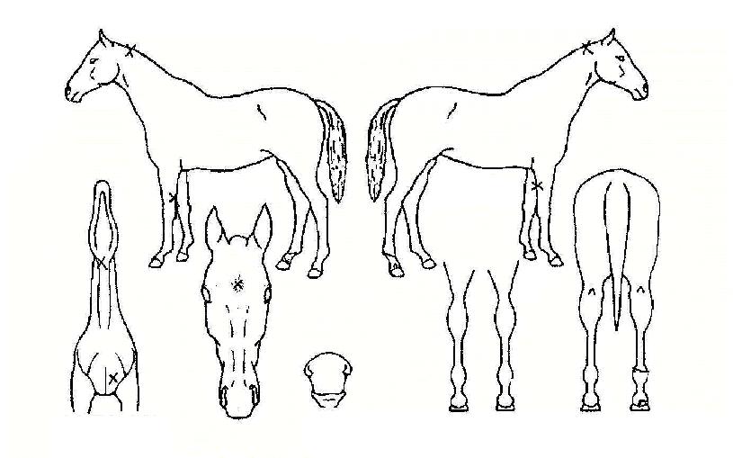 °Ã¶¿ÕÀÇ Ãø¸é,¿ì¸é,µÞ¸é,µÎ»ó,´Ù¸®ÀÇ Æ¯Â¡µµÇØ