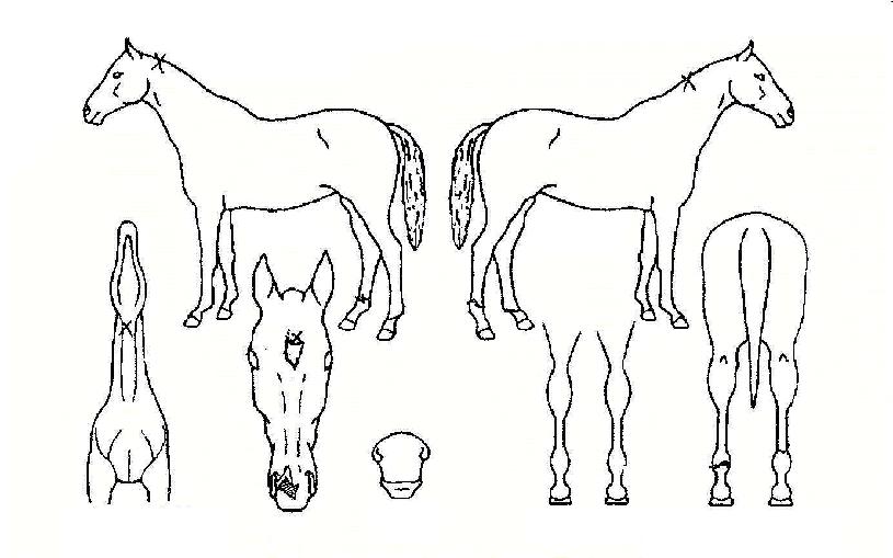 ¿¡¹ö´Ï½ºÅèÀÇ Ãø¸é,¿ì¸é,µÞ¸é,µÎ»ó,´Ù¸®ÀÇ Æ¯Â¡µµÇØ