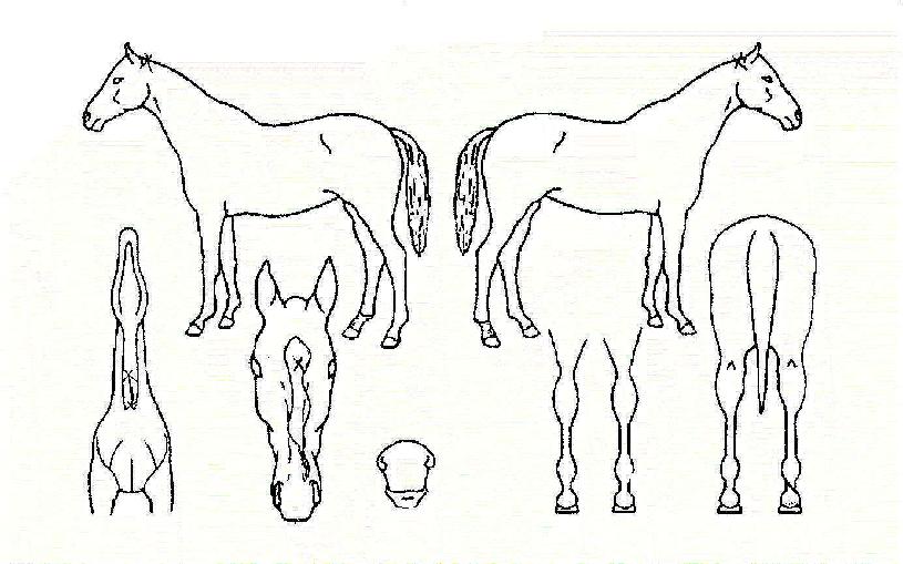 ���ǿ����� ����,���,�޸�,�λ�,�ٸ��� Ư¡����