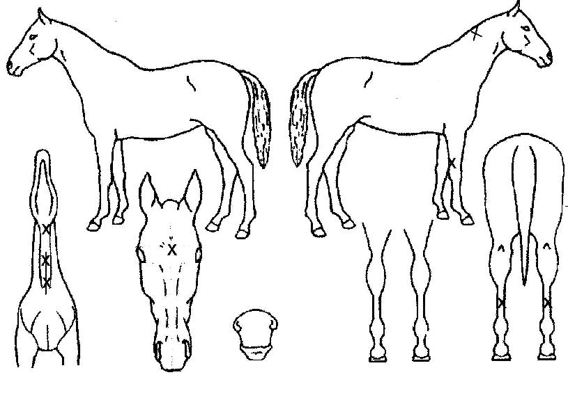 ��ħ������ ����,���,�޸�,�λ�,�ٸ��� Ư¡����