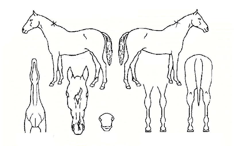 ��Ʈ�׸��� ����,���,�޸�,�λ�,�ٸ��� Ư¡����