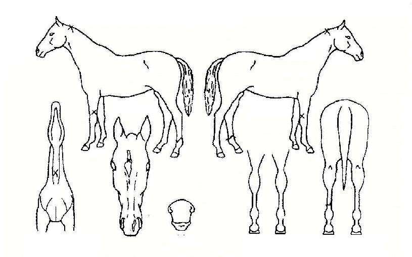 °ñµå¸ÞÀÎÀÇ Ãø¸é,¿ì¸é,µÞ¸é,µÎ»ó,´Ù¸®ÀÇ Æ¯Â¡µµÇØ