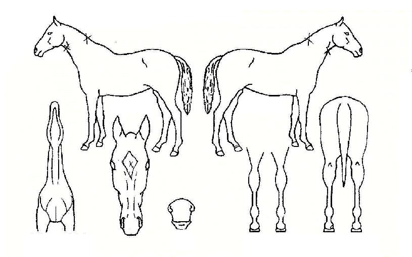 »ê±ºÀÚ¸¶ÀÇ Ãø¸é,¿ì¸é,µÞ¸é,µÎ»ó,´Ù¸®ÀÇ Æ¯Â¡µµÇØ