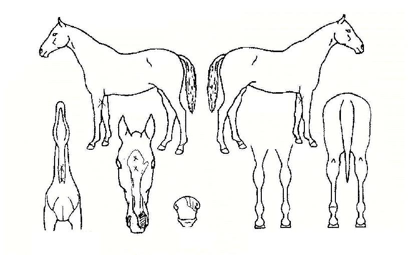 ÁßÅõÀÇ Ãø¸é,¿ì¸é,µÞ¸é,µÎ»ó,´Ù¸®ÀÇ Æ¯Â¡µµÇØ